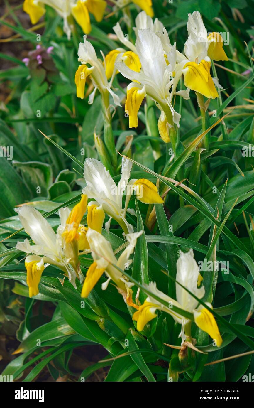 Mais-lasciato juno (iris Iris bucharica) Foto Stock