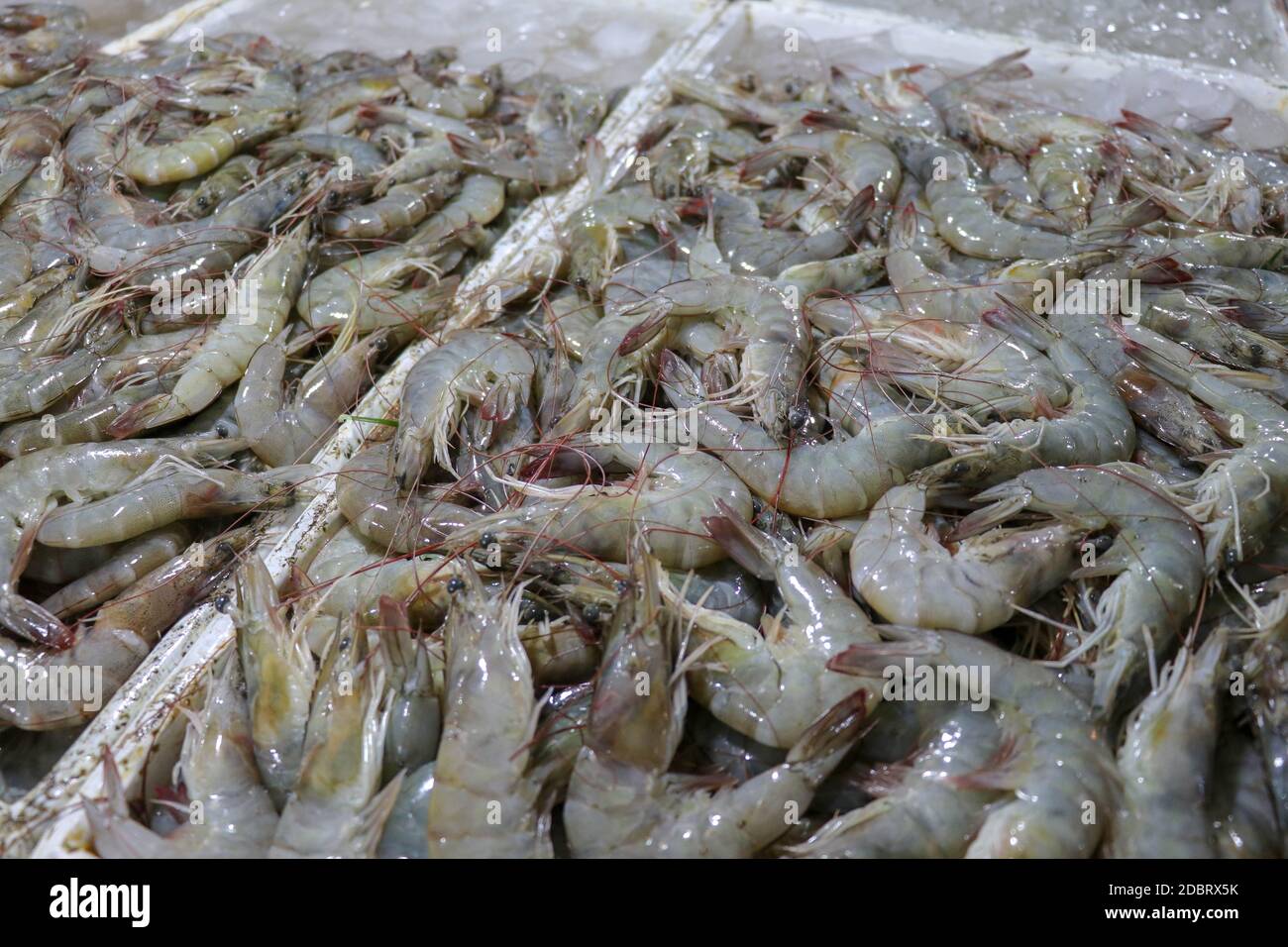 Modello di gamberetti freschi che vendono su un bancone di pesce a Jimbaran. Pasar Ikan Kedonganan - spiaggia di Bali. Gamberetti freschi sul mercato locale del pesce. Mazzo di Foto Stock