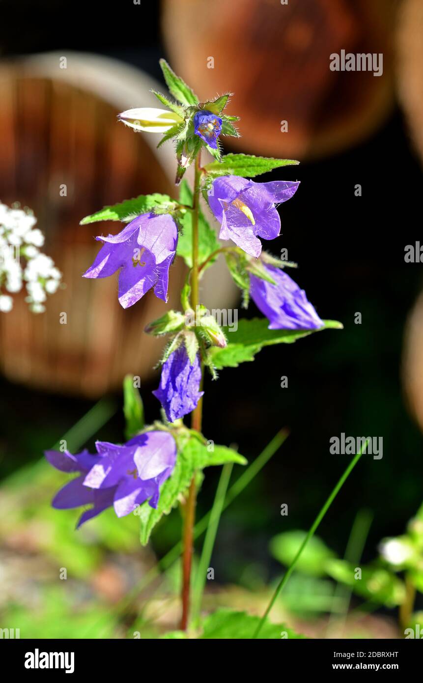 viola bluebell nella foresta Foto Stock