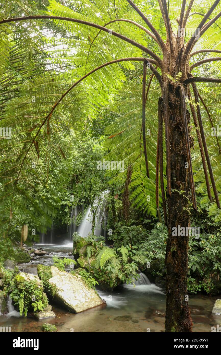 Yeh ho Waterfall si trova nel lussureggiante campo di riso Penebel villaggio carico a Tabanan. Il flusso di bella cascata nella giungla nella zona di Jatiluwih Foto Stock