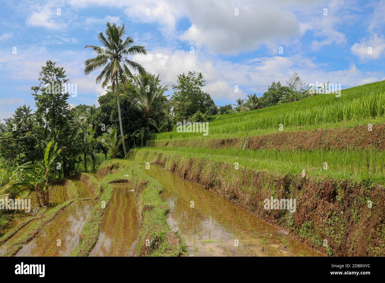 Campo di riso terrazzato nella stagione dell'acqua a Bali. Terrazze di risaie a Tegallalang, Ubud su Bali, Indonesia. Bali Rice Terraces. Risaie di Jatiluwih Foto Stock