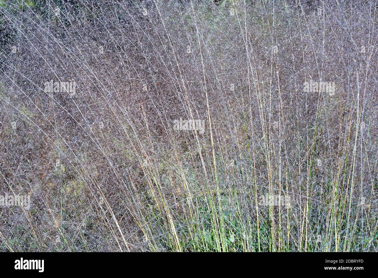 Muhly Hairawn (Muhlenbergia capillaris). Chiamato Golfo anche muhly Foto Stock