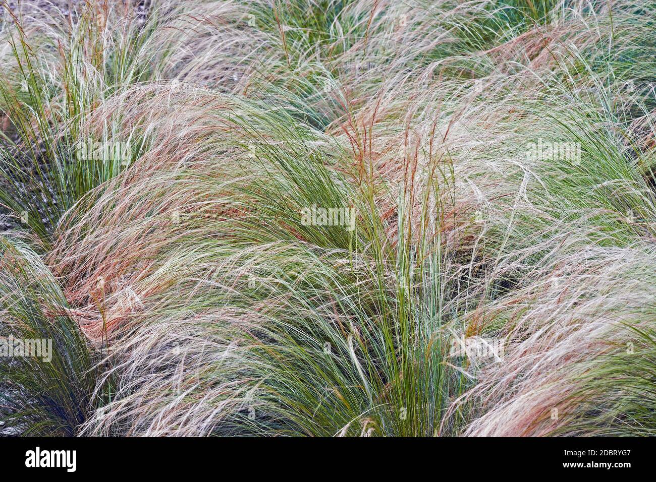 Feathergrass messicano (Nassella tenuissima). Chiamato Finestem needlegrass, Fineleaved nassella e argentino ago-erba Foto Stock