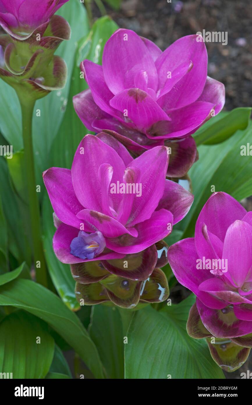 Tulipano di Siam (alismatifolia di Curcuma). Chiamato anche tulipano estivo Foto Stock