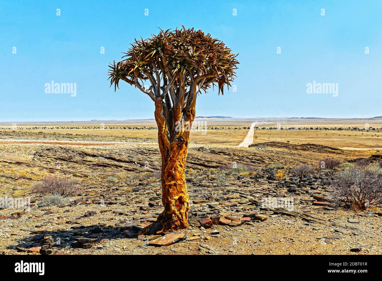 Quiver albero sul bordo del Namib-Naukluft Parco Nazionale in Namibia Foto Stock