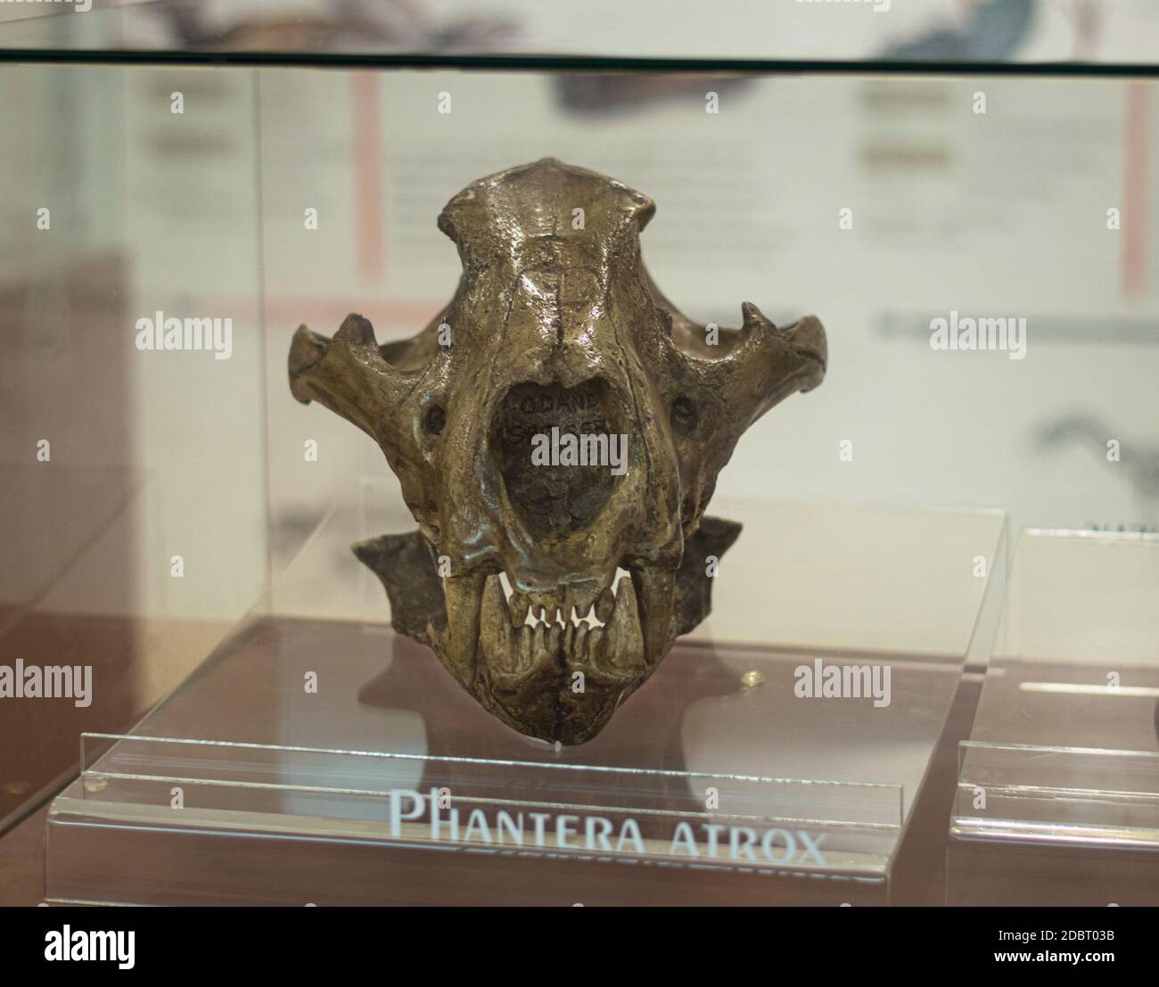 Fossile di Panthera ATRX, cranio del Leone nordamericano al museo del cratere di Chicxulub, Yucatan, Messico. Foto Stock
