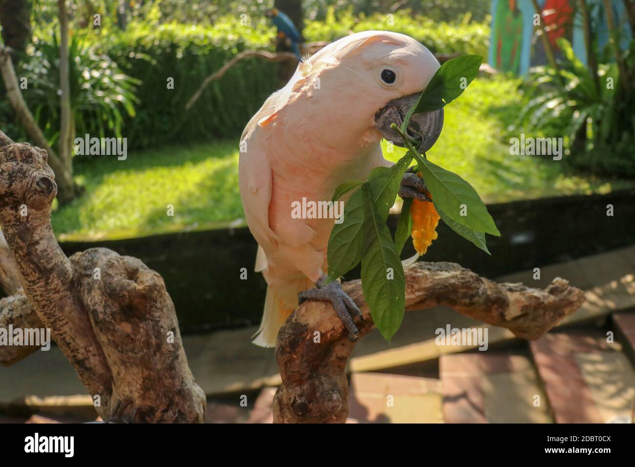 Primo piano ritratto salmone Crested Cockatoo. Moluccan Cockatoo ritratto di pappagallo. Macro ritratto di un bel pappagallo Cacatua moluccensis. Viaggi esotici Foto Stock
