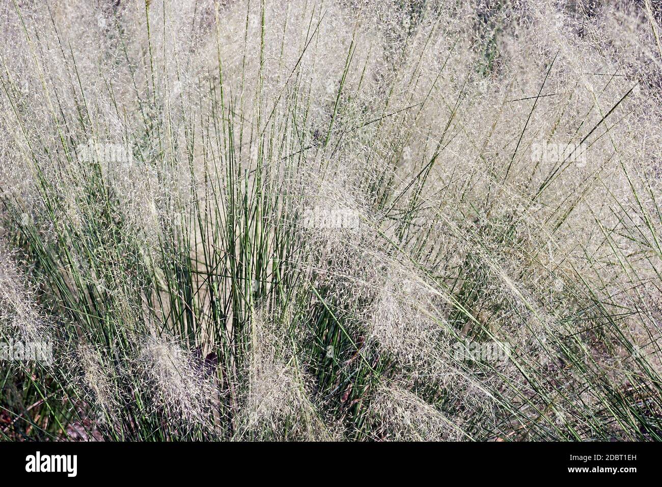Nuvola Bianca muhly erba (Muhlenbergia capillaris nuvola bianca) Foto Stock