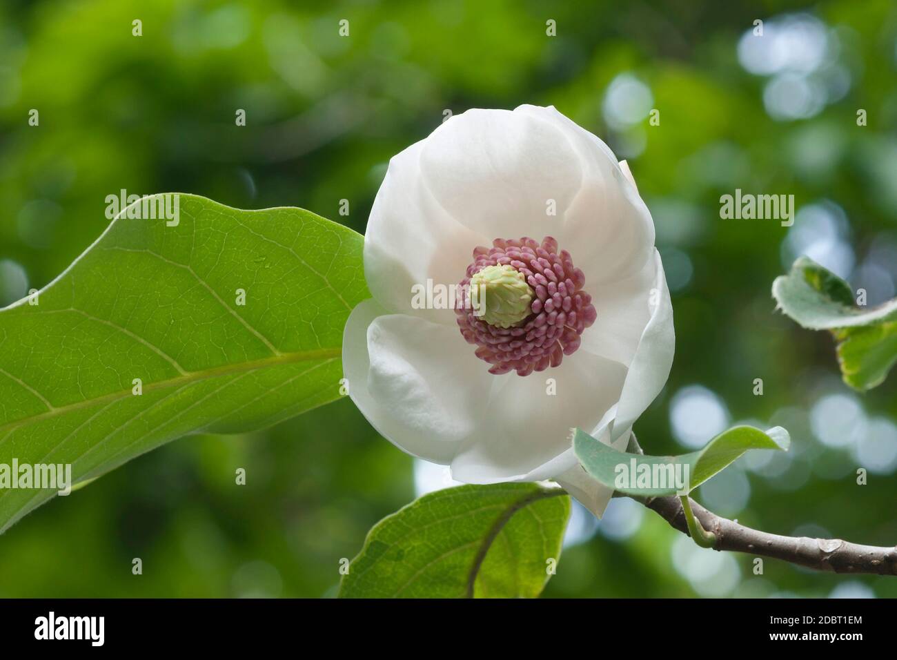 Colossus Oyama magnolia flower (Magnolia sieboldii Colossus) Foto Stock