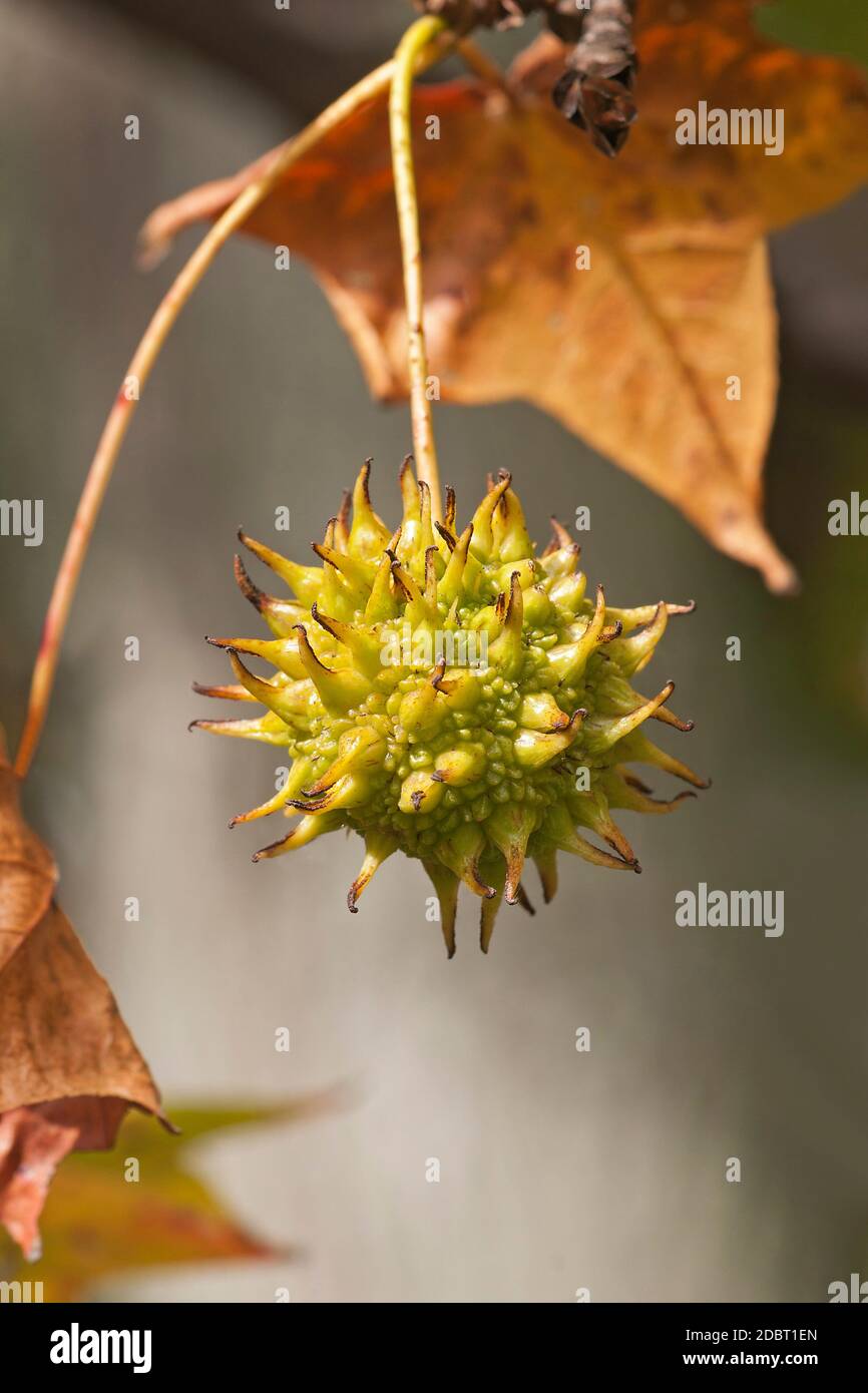 La gomma dolce americana (Liquidambar styraciflua). Chiamata Redgum, Sweet Gum, Satinwood, Hazel Pine, American storax, Bilsted, Satin-Noce, Star-leaved Gum Foto Stock