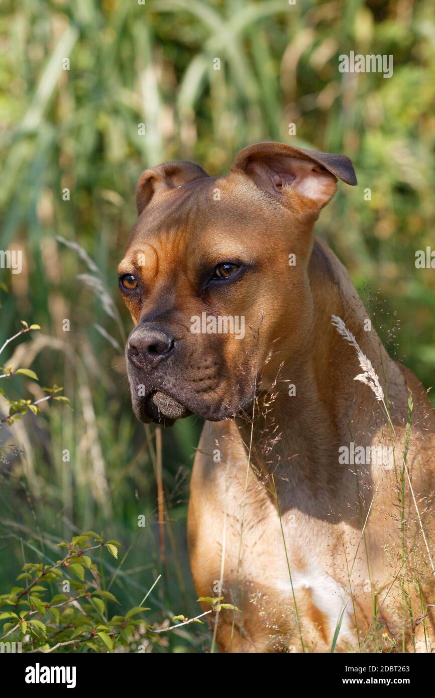 Portait di un bellissimo cane dietro alte erbe Foto Stock