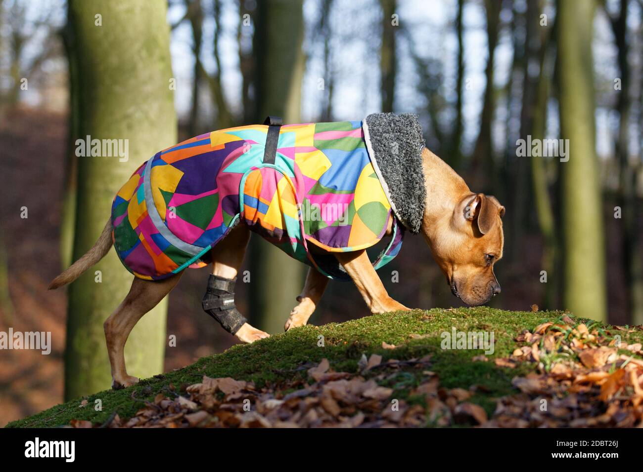 Cane disabile con ortosi e un cappotto colorato cammina su una piccola collina nella foresta mentre sniffing. Foto Stock