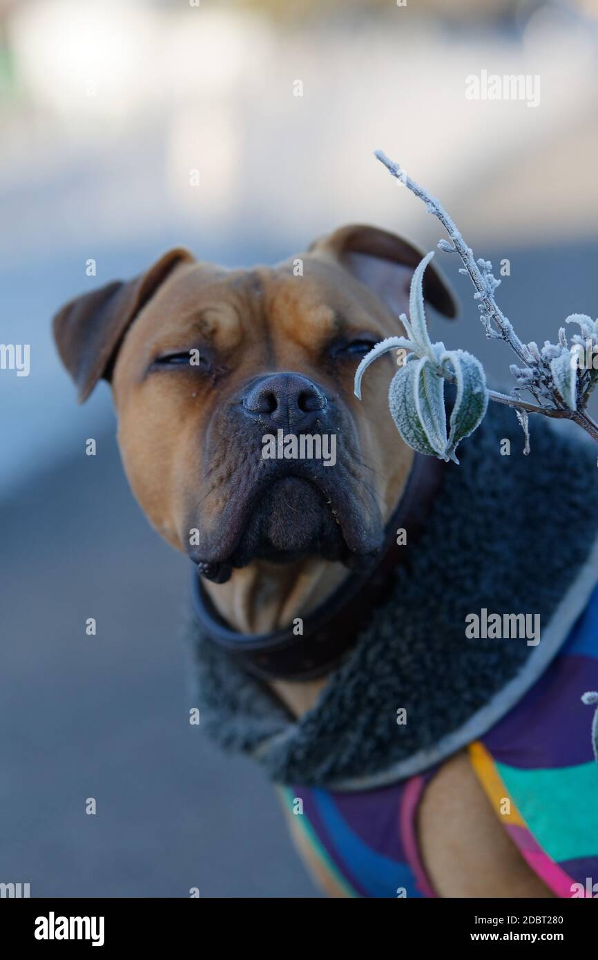 Cane con cappotto sniffing su impianti ghiacciati in inverno Foto Stock