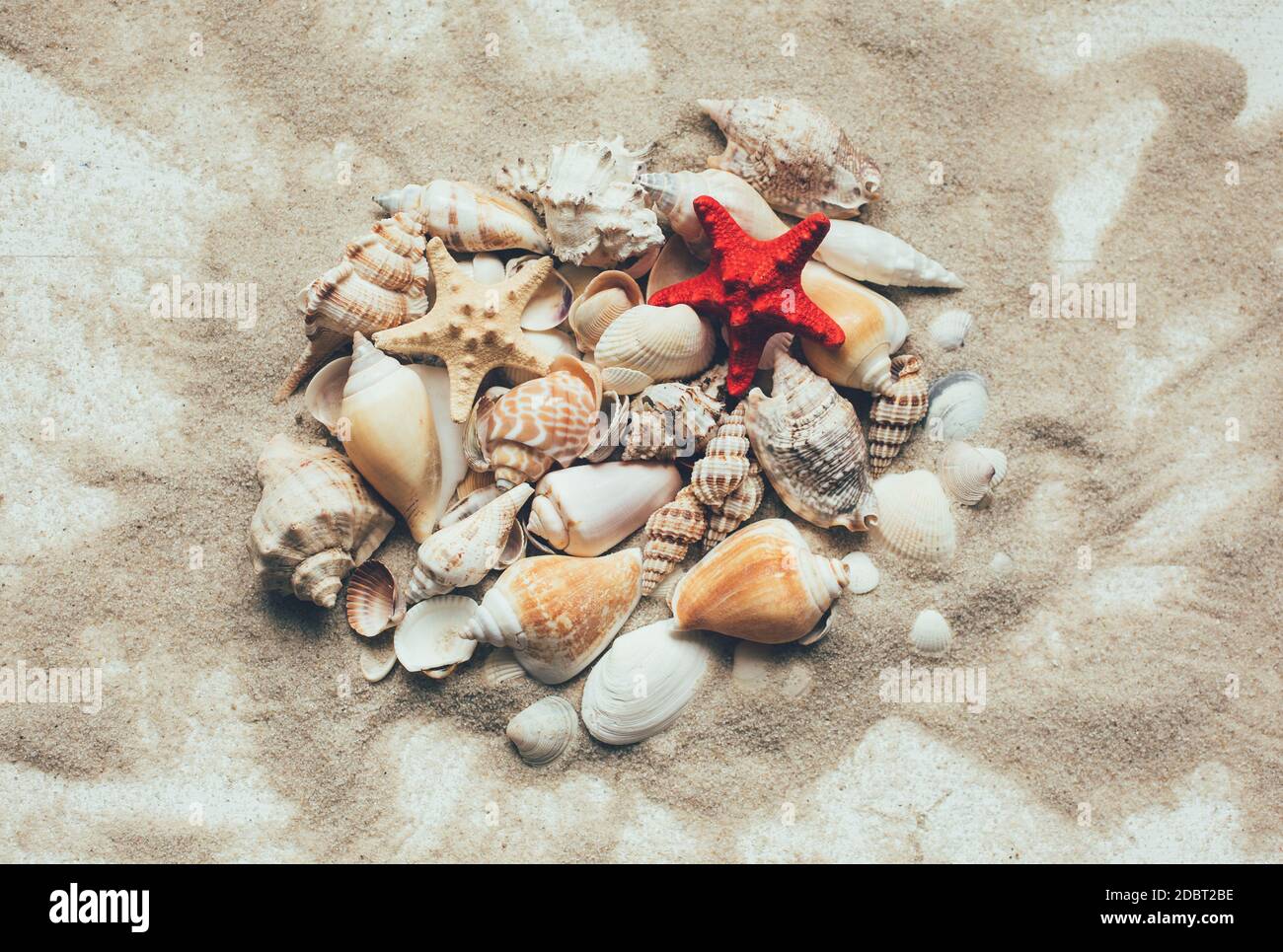 Fondazioni estate sfondo. Molte conchiglie diverse si accatastavano insieme su uno sfondo bianco di legno. Disposizione piatta, vista dall'alto Foto Stock