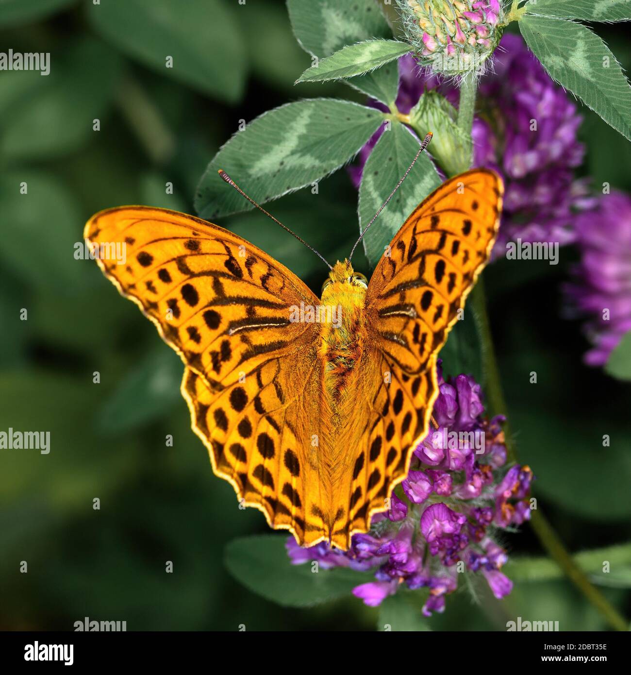 Farfalla arancione giorno 'Argynnis pafia' siede su un fiore di trifoglio, primo piano Foto Stock