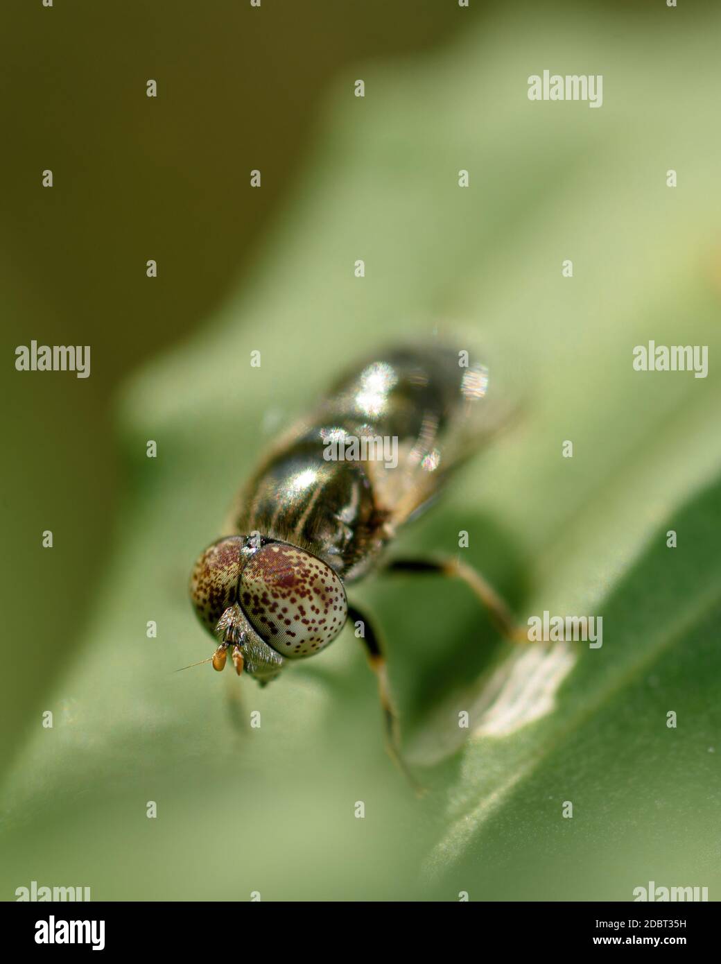 una piccola mosca con occhi chiazzati su una foglia verde, primo piano. Messa a fuoco selettiva sugli occhi Foto Stock