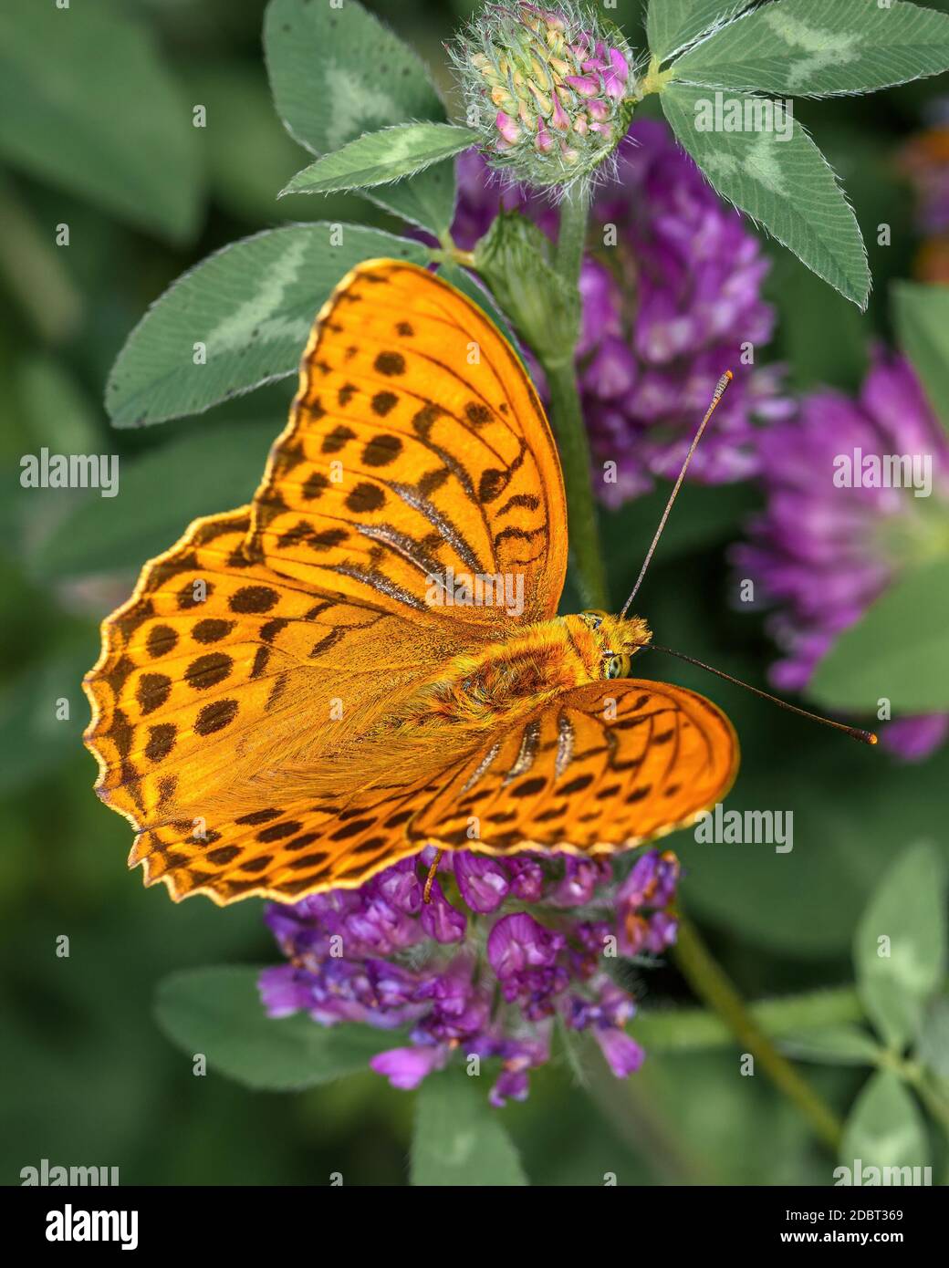 Farfalla arancione giorno 'Argynnis pafia' siede su un fiore di trifoglio, primo piano Foto Stock