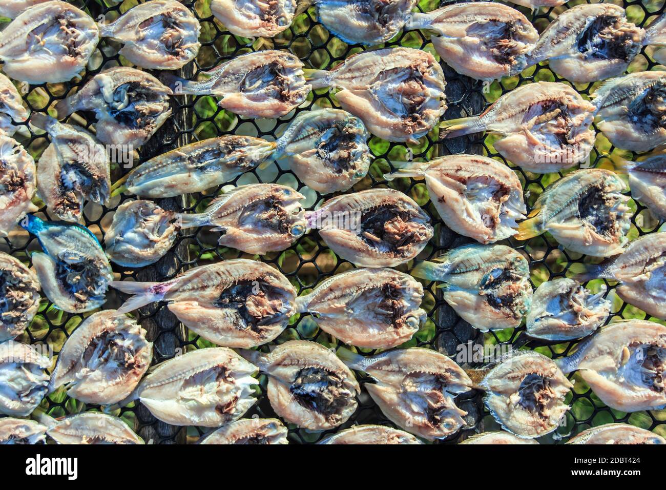 Pesce secco salato in open space all'isola di Maiga, un'isola abitata principalmente dal mare Bajau. Foto Stock