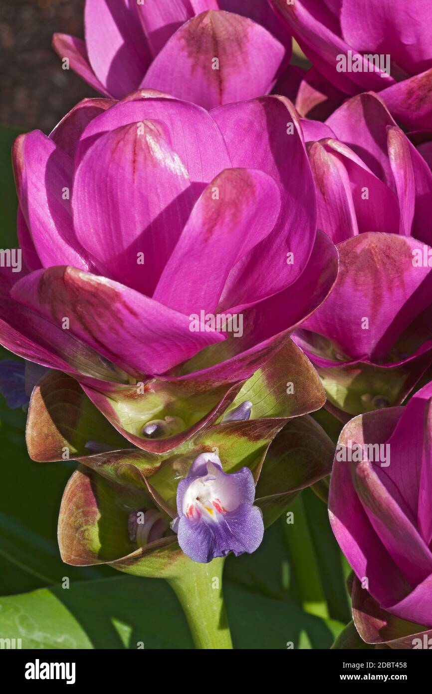 Tulipano di Siam (alismatifolia di Curcuma). Chiamato anche tulipano estivo Foto Stock