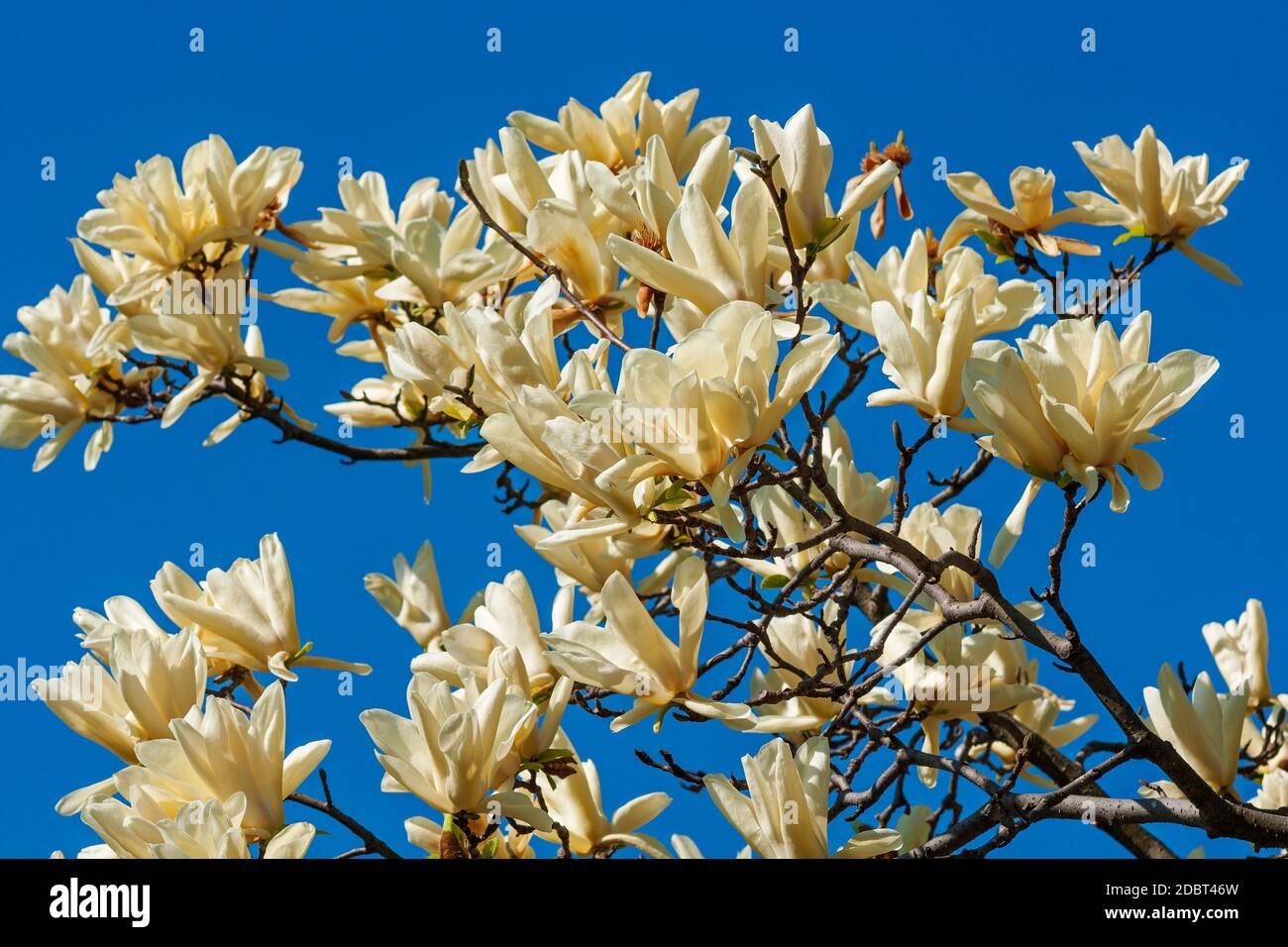 Ivory Chalice magnolia (Magnolia x Ivory Chalice). Ibrido tra Magnolia acuminata e Magnolia denudata. Foto Stock