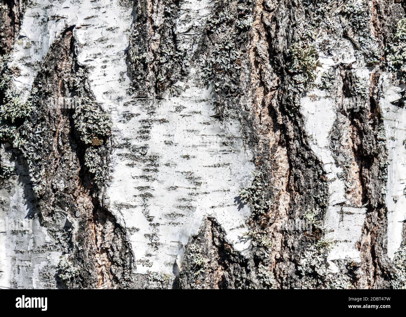 Corteccia di betulla, vista closeup con motivo in legno Foto Stock