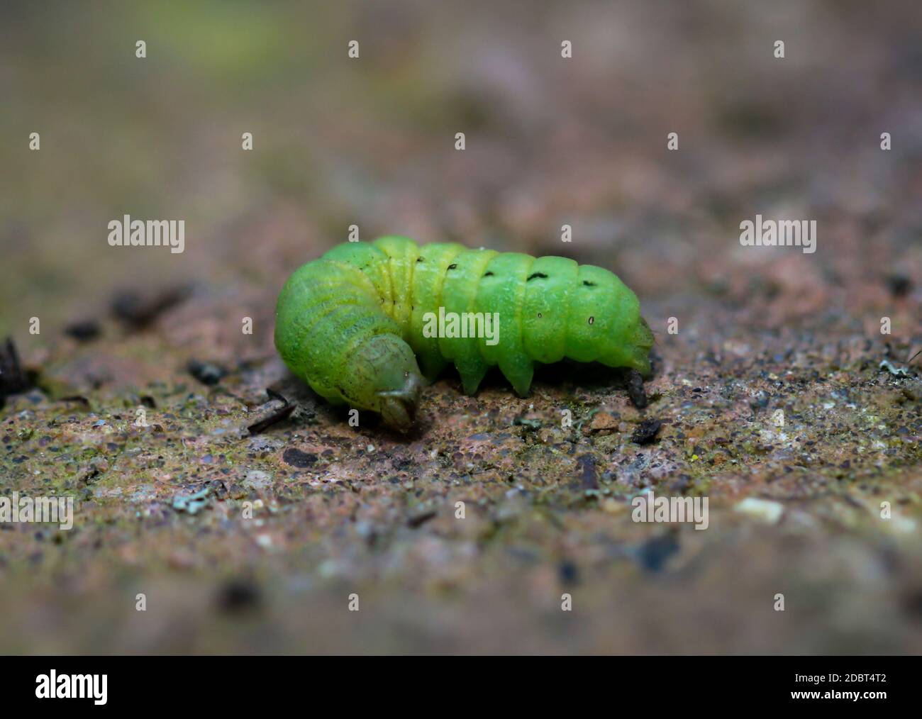 Un angolo verde, una larva di un coleottero sul pavimento Foto Stock