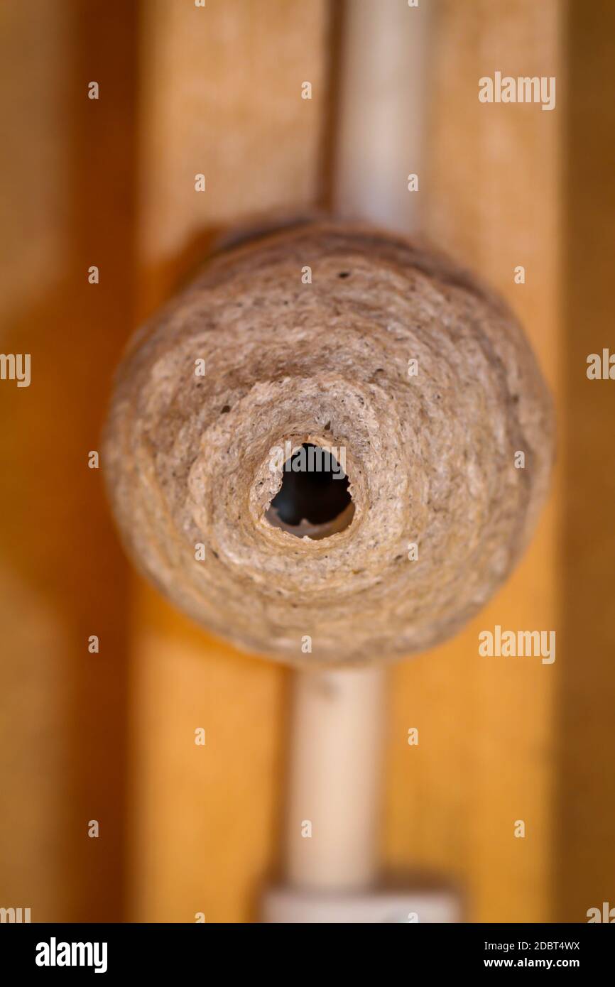 L'inizio di un nido di vespe in costruzione su un soffitto. Foto Stock