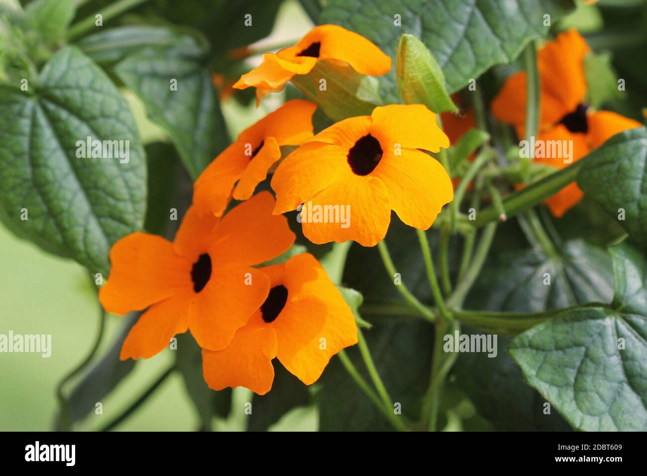 Thunbergia, comunemente conosciuta come vite di cicloccino arancione o di tromba arancione. Foto Stock