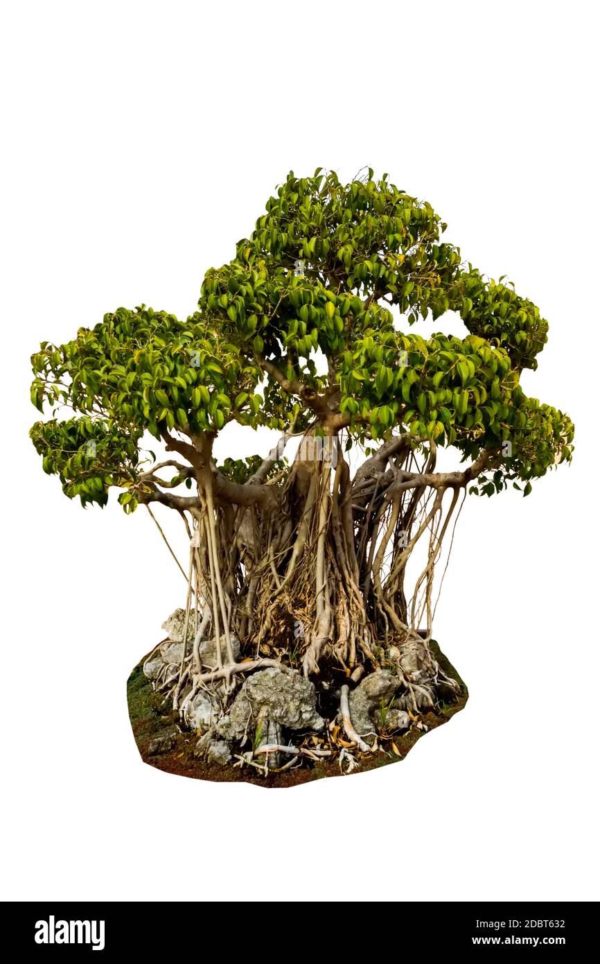 Primo piano albero nano di Sacro Fig albero, Pipal Tree, Bohhi Tree, Bo Tree, Peepul isolato su sfondo bianco.salvato con tracciato di ritaglio. Foto Stock
