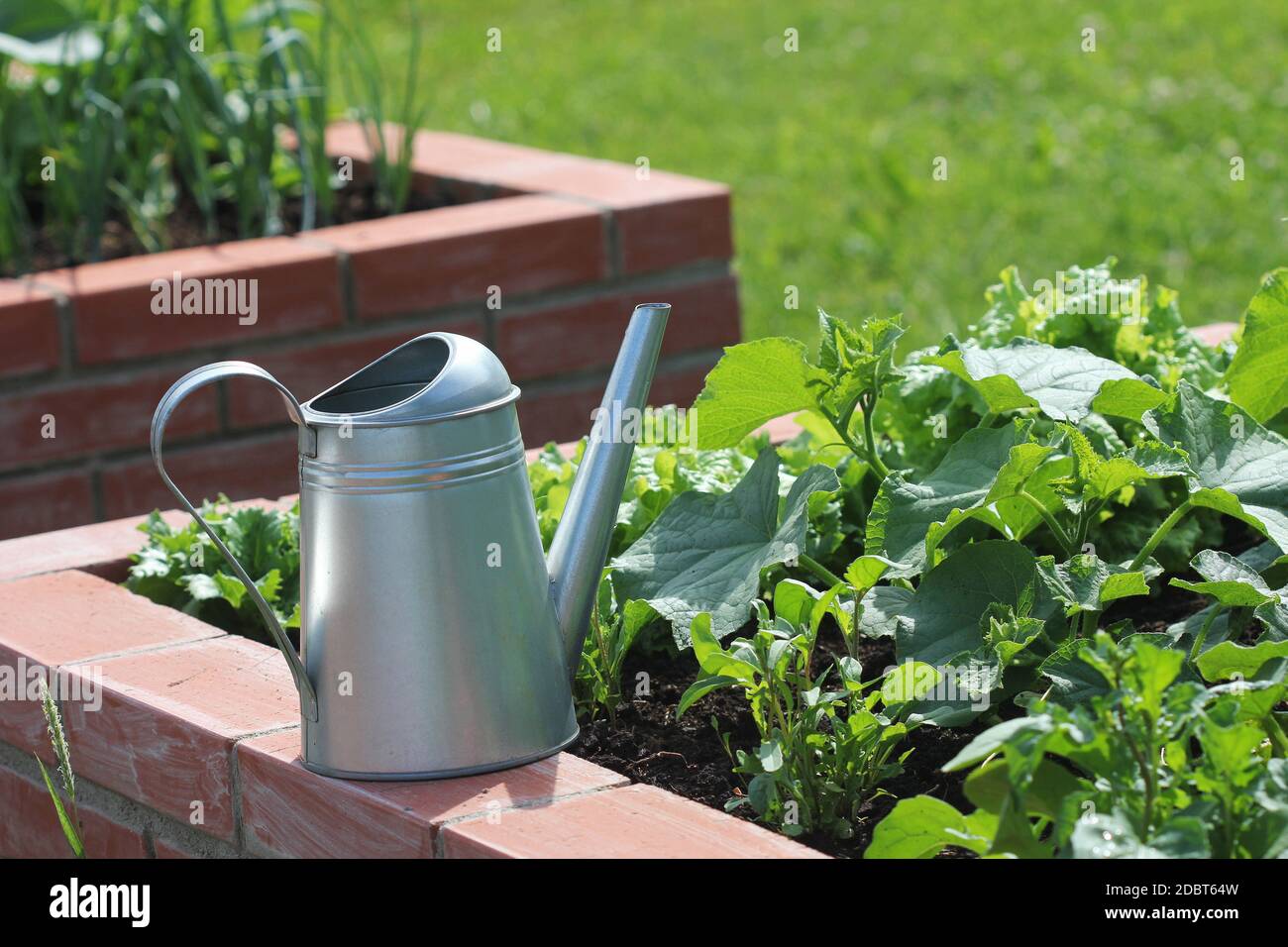 Letti rialzati giardinaggio in un giardino urbano coltivando piante erbe spezie bacche e verdure. Foto Stock