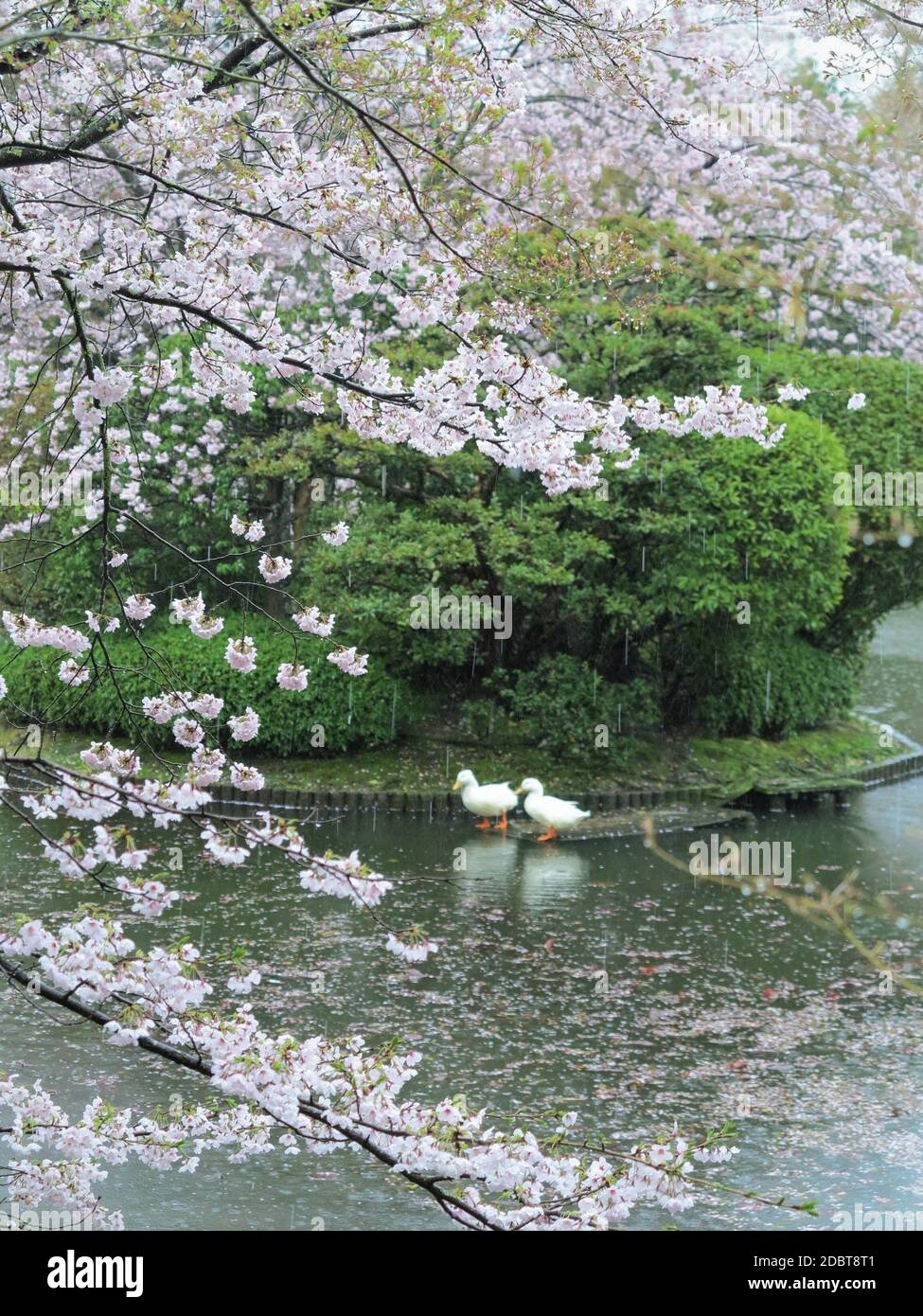 Ryoanji Temple Grounds, Kyoto, Giappone. Fiori di ciliegio. Foto Stock