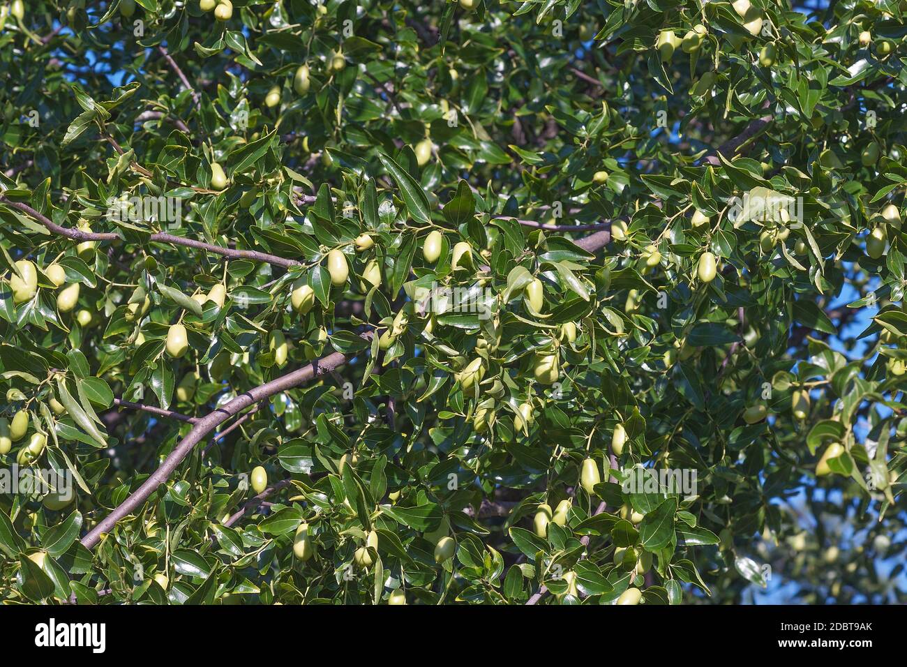 Jujuba (Ziziphus jujuba). Chiamata data rossa, data cinese, data coreana e data indiana Foto Stock