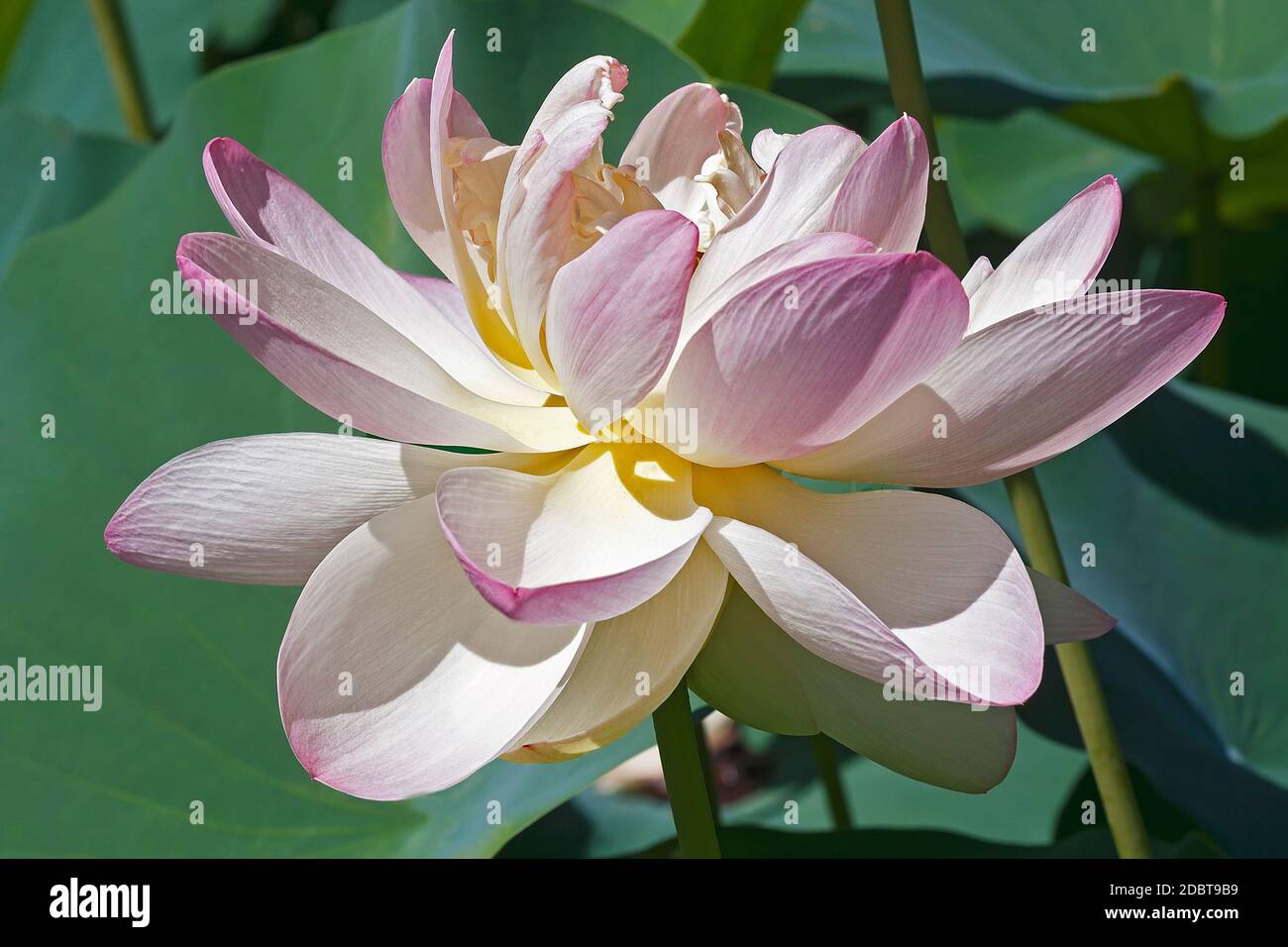 Sacro lotus (Nelumbo nucifera). Indiano chiamato Lotus, fagiolo di India e anche la Lotus. Foto Stock