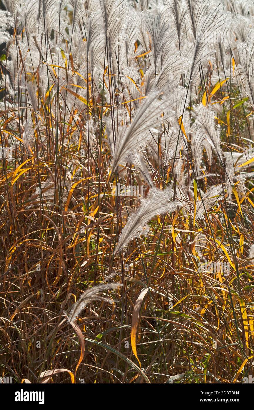 Amur argento erba (Miscanthus sacchariflorus). Chiamata anche erba d'argento giapponese Foto Stock