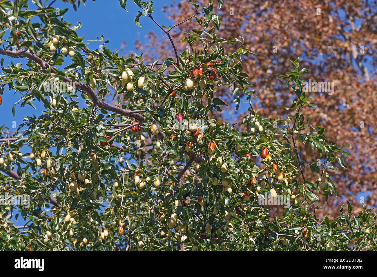 Jujuba (Ziziphus jujuba). Chiamata data rossa, data cinese, data coreana e data indiana Foto Stock