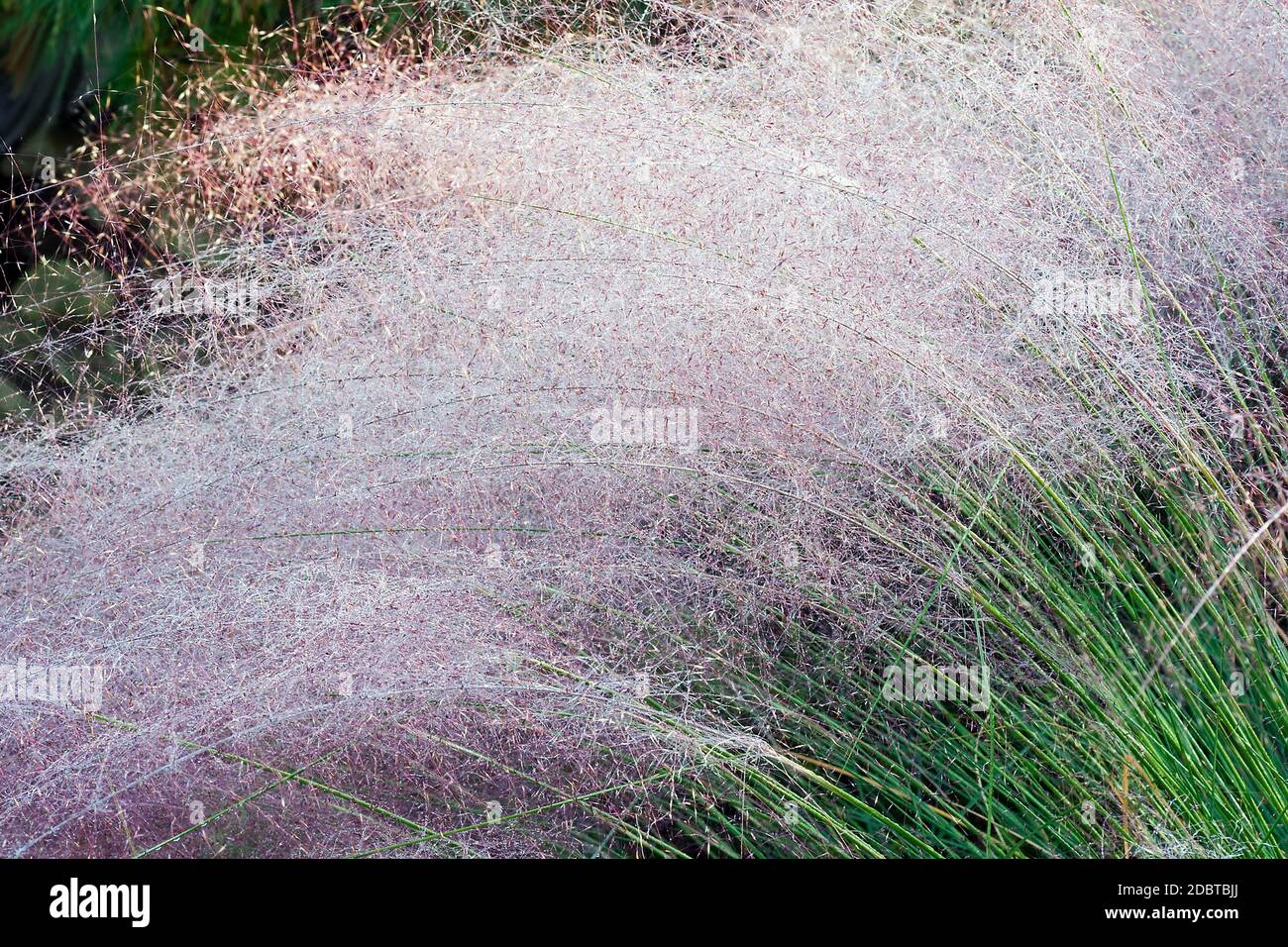 Muhly Hairawn (Muhlenbergia capillaris). Chiamato Golfo anche muhly Foto Stock