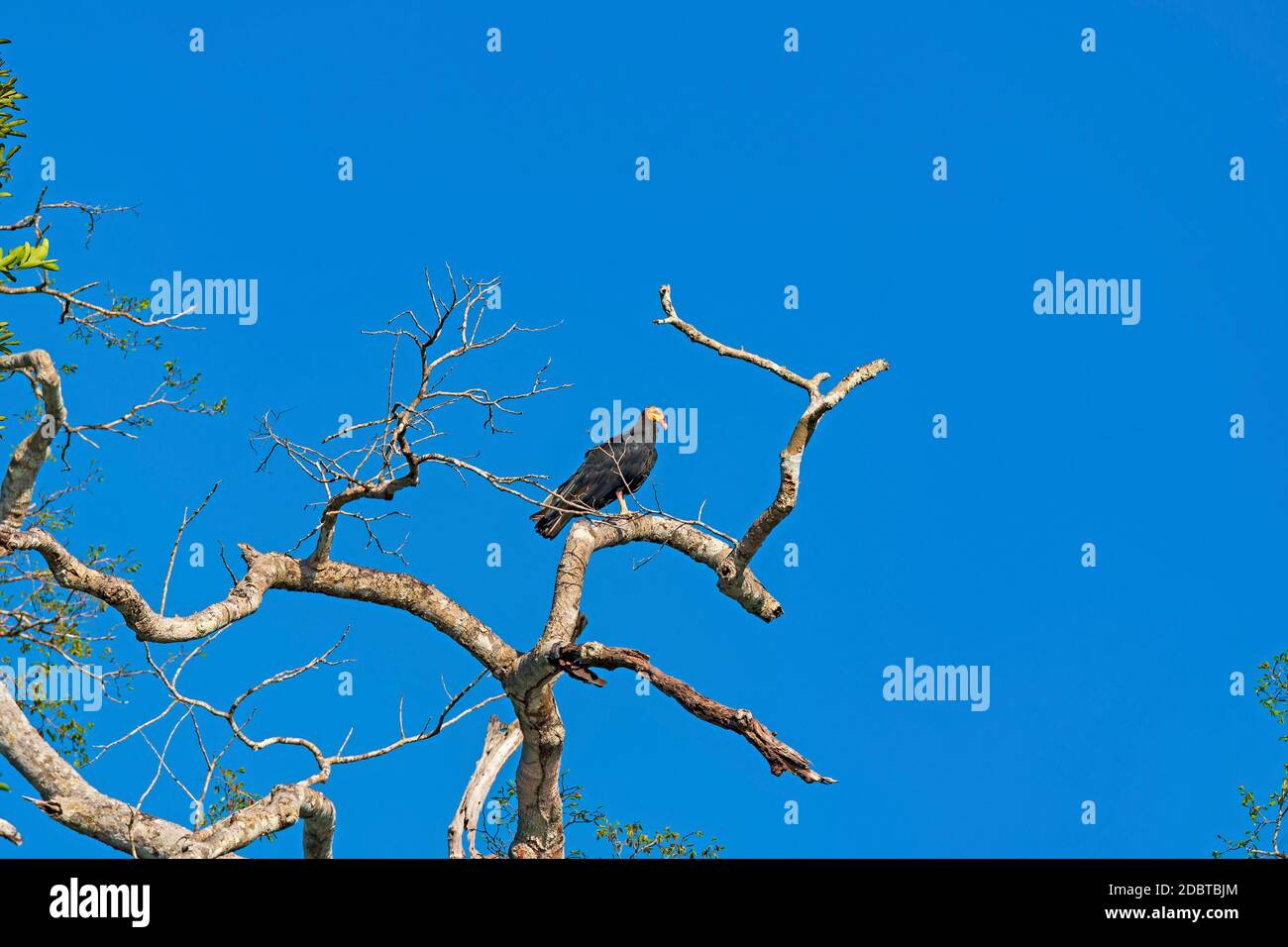 Greater Yellow Headed Vulture in un albero della foresta pluviale vicino alta Floresta Brasile Foto Stock
