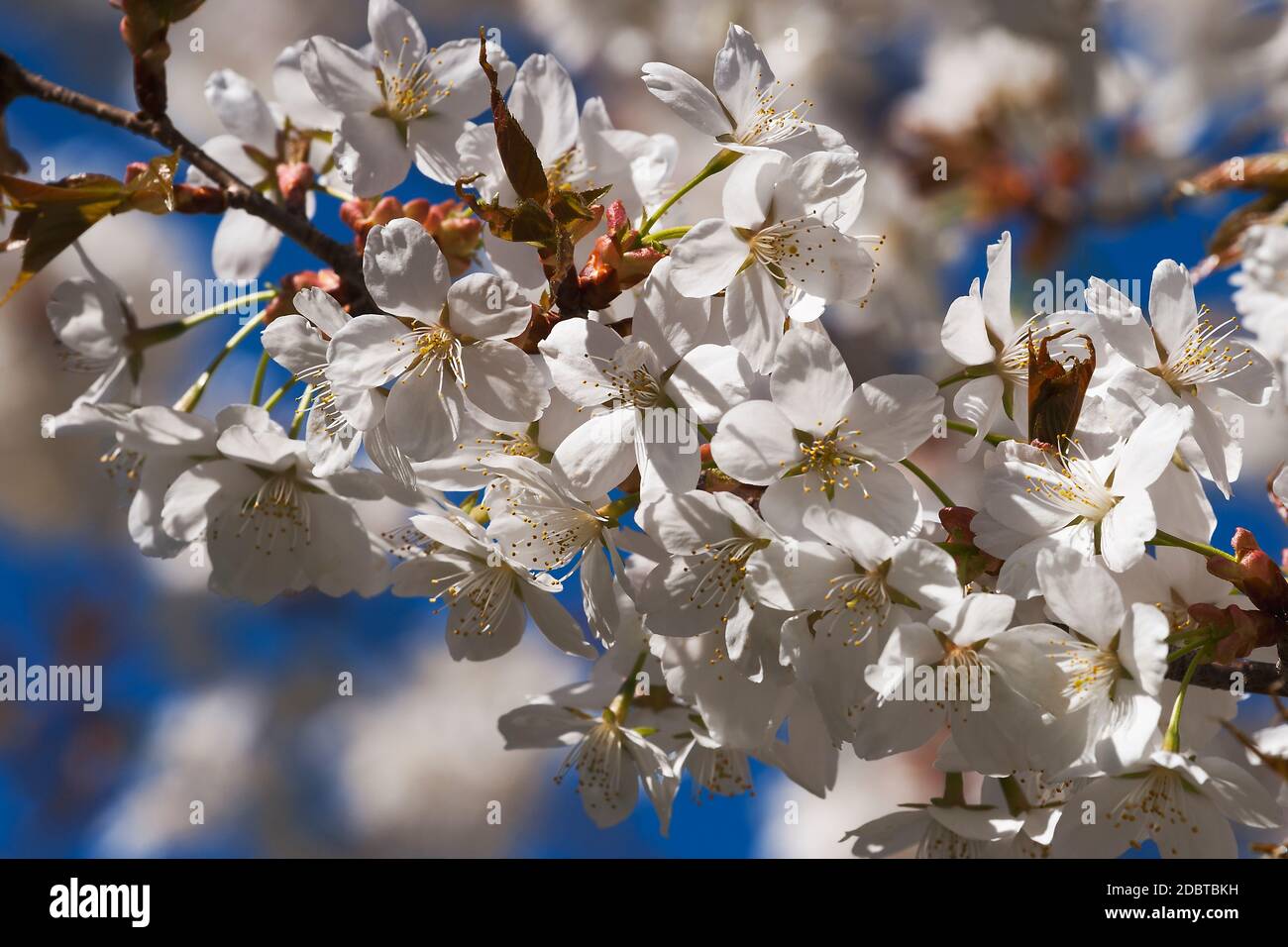Princeton Snowcloud sargent ciliegio (Prunus sargentii Princeton Snowcloud) Foto Stock