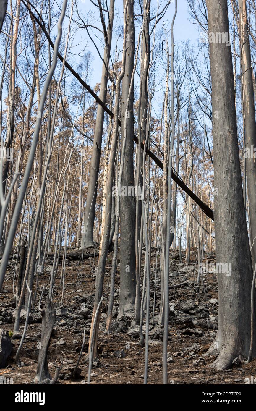 Patrimonio dell'umanità foreste di Madeira terribilmente distrutte dagli incendi nel 2016. Alcuni alberi hanno un'enorme volontà di vita e sono sopravvissuti a questo disastro. Foto Stock