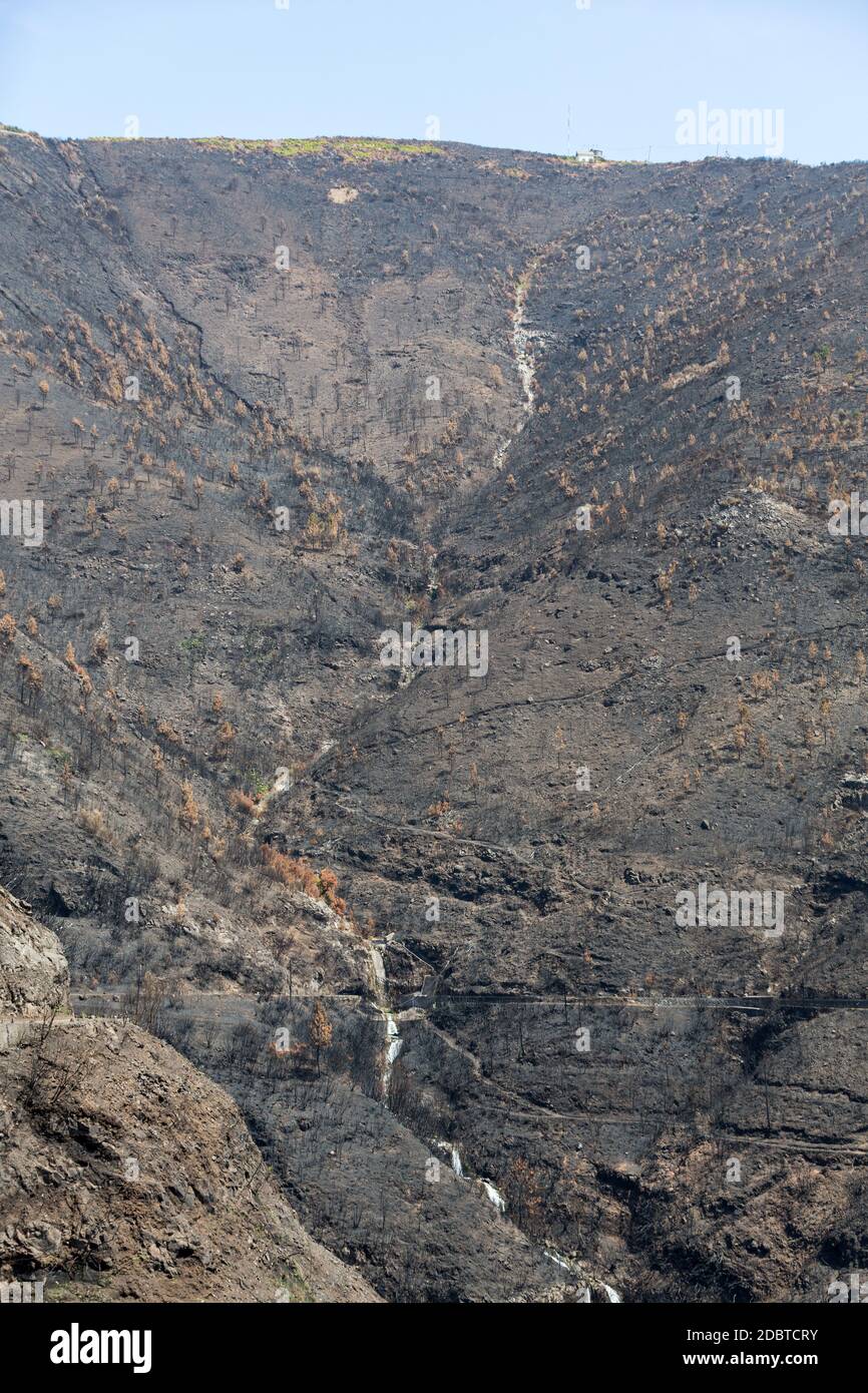 Patrimonio dell'umanità foreste di Madeira terribilmente distrutte dagli incendi nel 2016. Alcuni alberi hanno un'enorme volontà di vita e sono sopravvissuti a questo disastro. Foto Stock