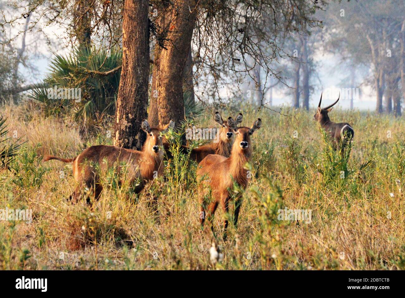 Anatrigi ellittici nel Parco Nazionale di Gorongosa in Mozambico Foto Stock