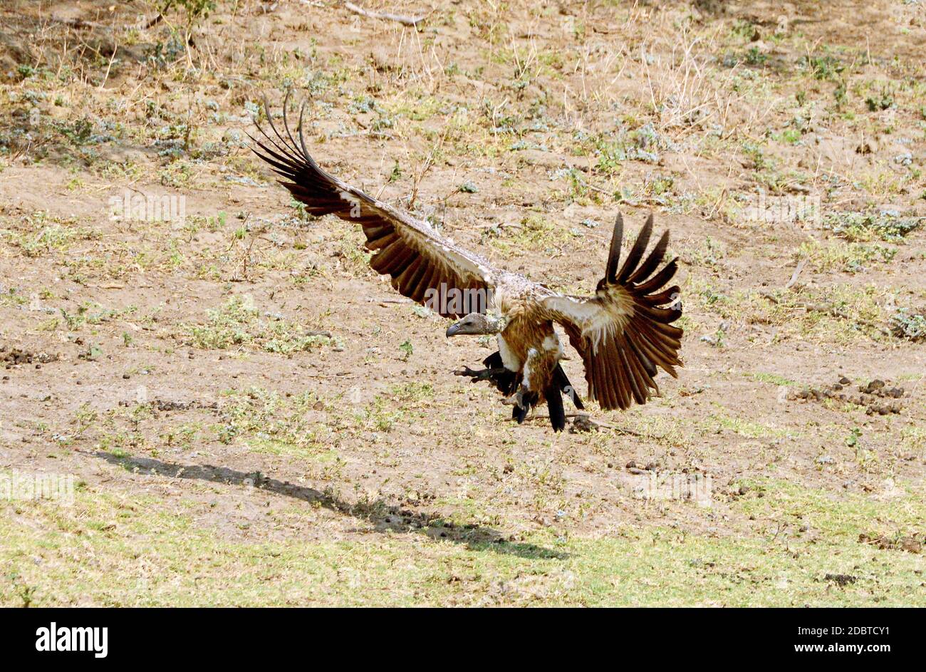 Avvoltoio bianco che combatte contro la preda nel Parco Nazionale di Gorongosa in Mozambico Foto Stock