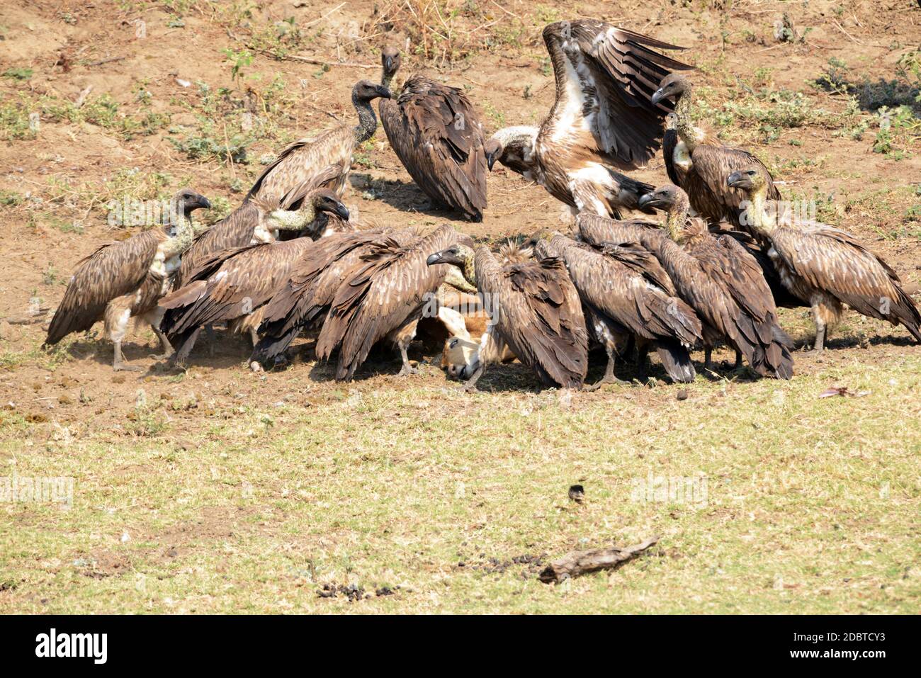 Avvoltoio bianco che combatte contro la preda nel Parco Nazionale di Gorongosa in Mozambico Foto Stock