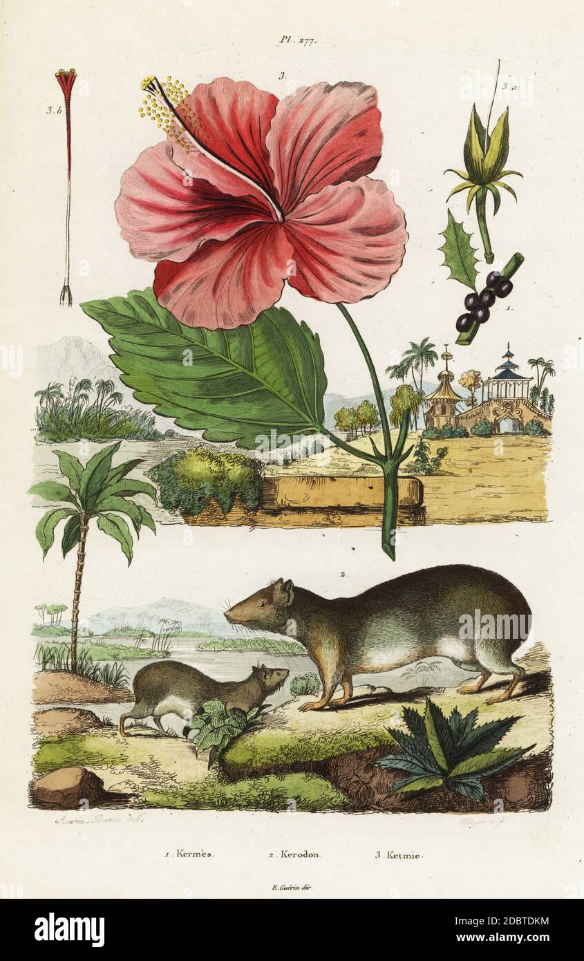 Insetto in scala, Cocus ilicis, cavia di roccia o moco, Kerodon rupestris (Kerodon sciureus), hibiscus cinese, Hibiscus rosa-sinensis. Kermes, Kerodon, Ketmie. Incisione in acciaio colorato a mano di Pfitzer dopo un'illustrazione di Acarie Baron da Felix-Edouard Guerin-Meneville Dictionnaire Pittoresque d'Histoire Naturelle (pittoresco Dizionario di Storia Naturale), Parigi, 1834-39. Foto Stock