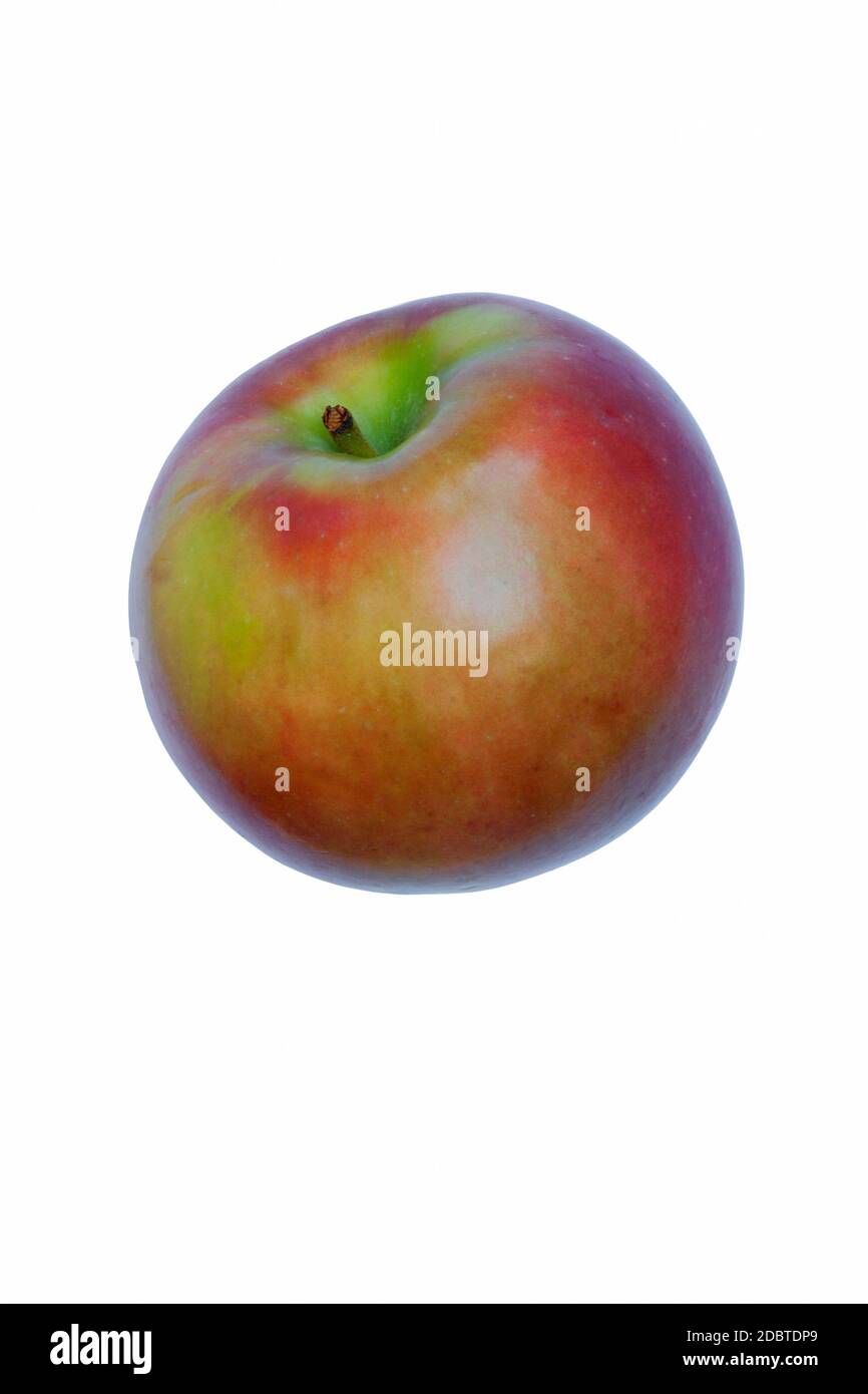 Mela McIntosh (Malus domestica McIntosh). Immagine di una singola mela isolata su sfondo bianco Foto Stock