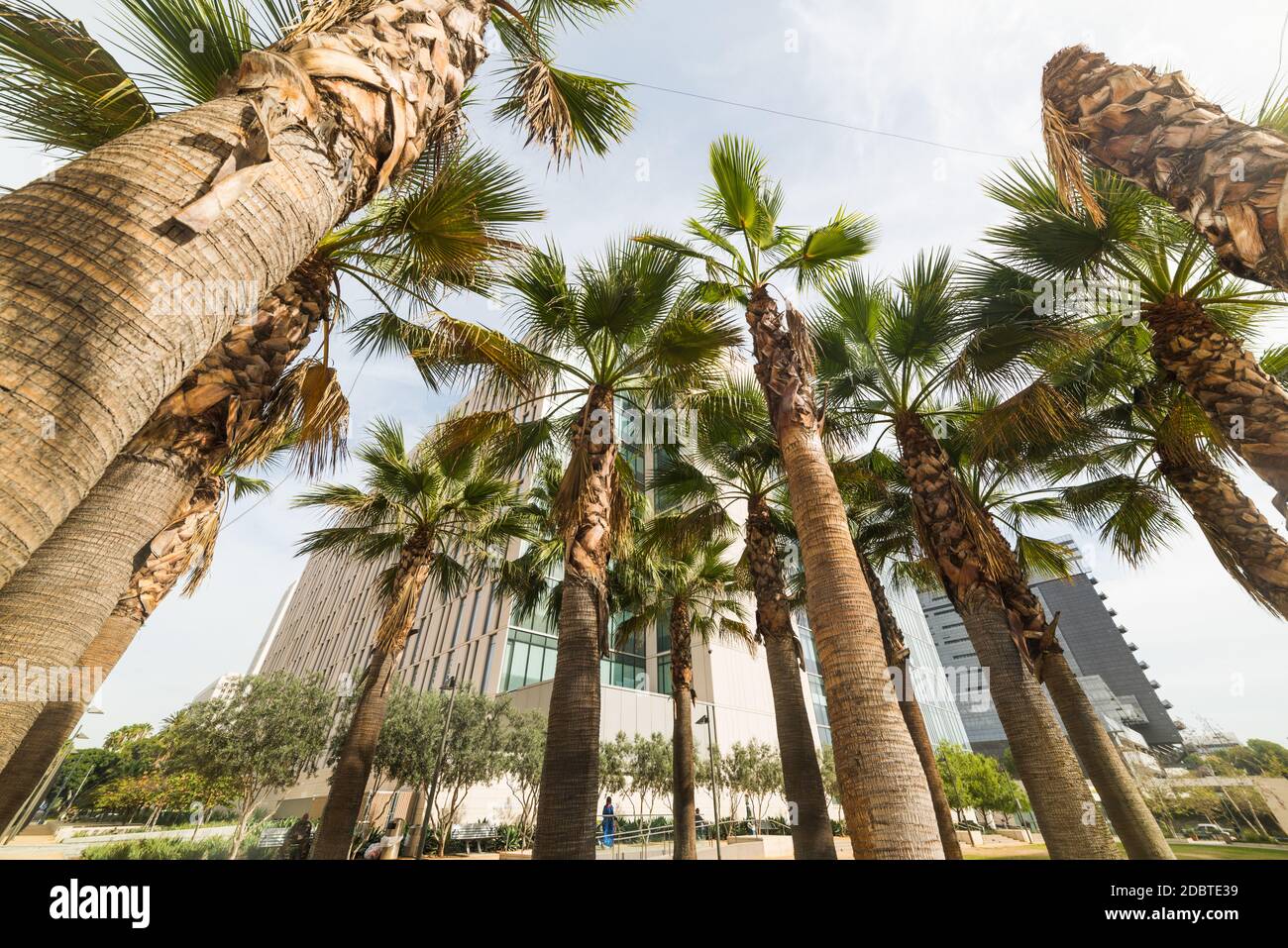 Le palme nel centro cittadino di Los Angeles in California Foto Stock