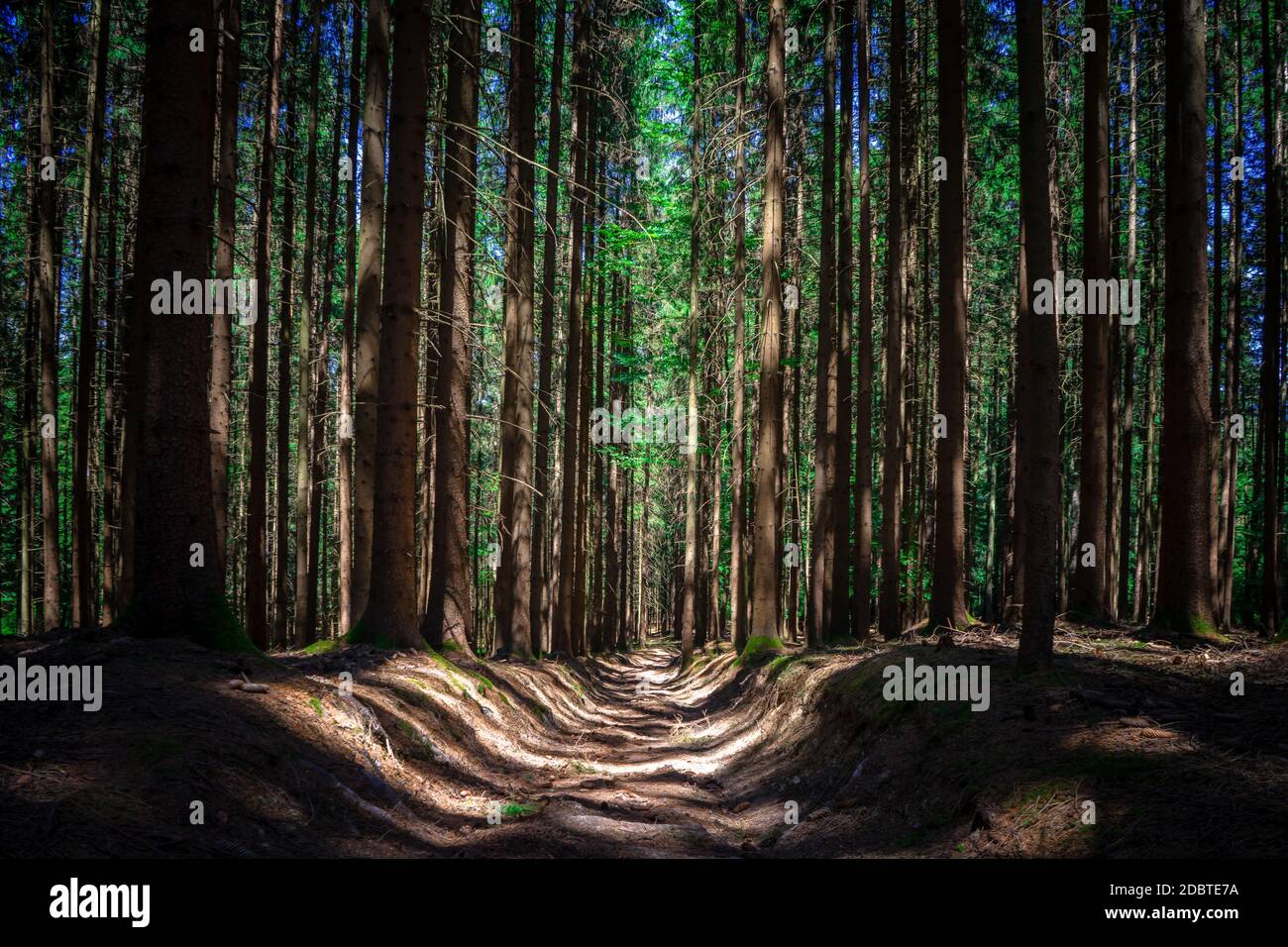 Sentiero di burrone in una foresta vicino a Stallwang, Foresta Bavarese, Germania Foto Stock