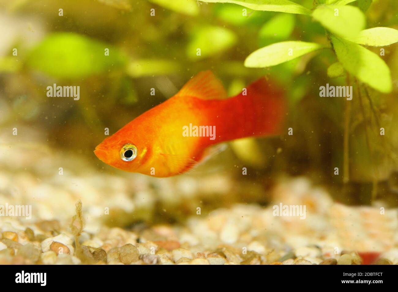 Platy (Xiphophorus maculatus), un famoso acquario di acqua dolce Foto Stock