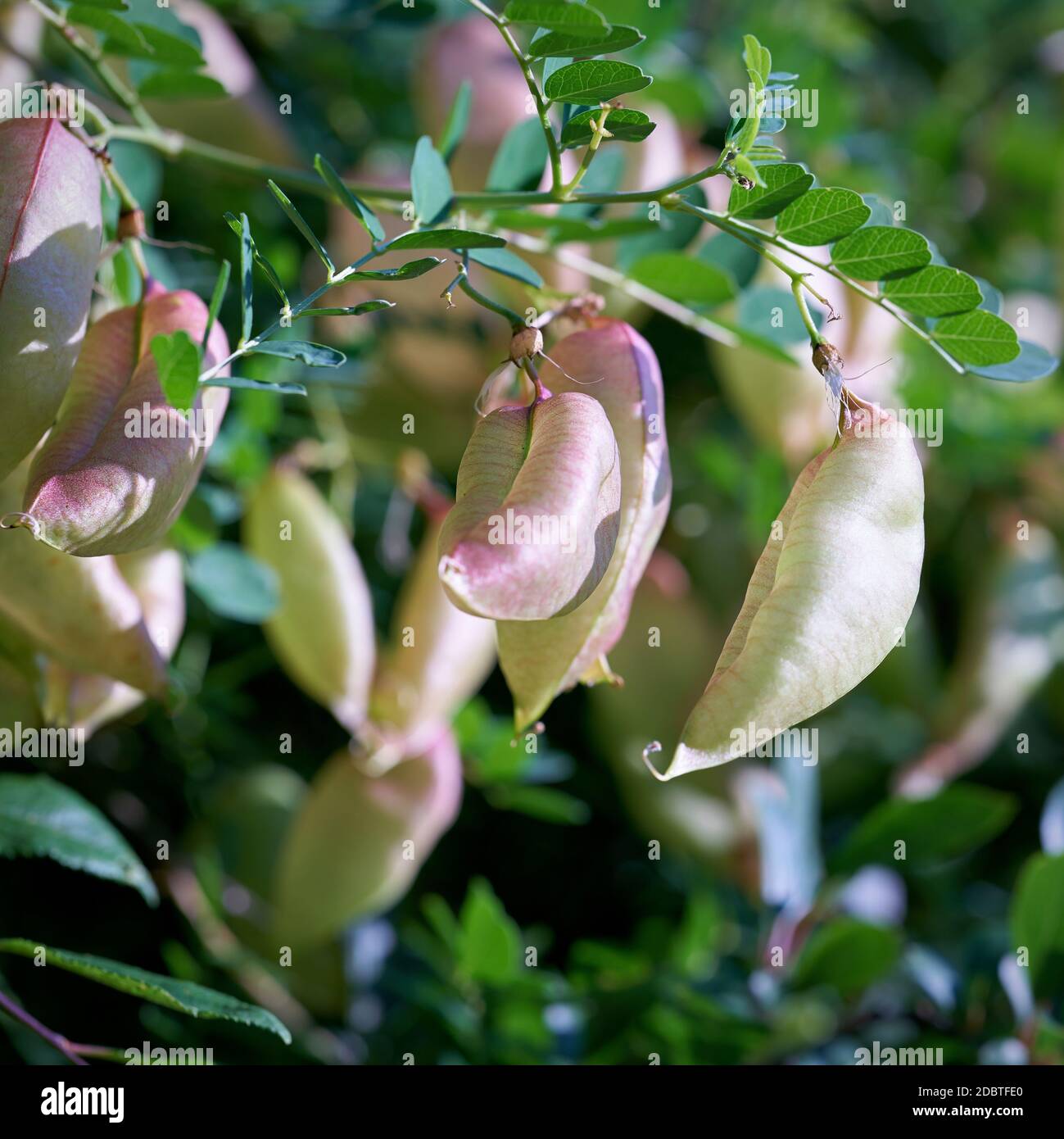 Frutti di una senna vescica (Colutea arborescens) in un parco Foto Stock