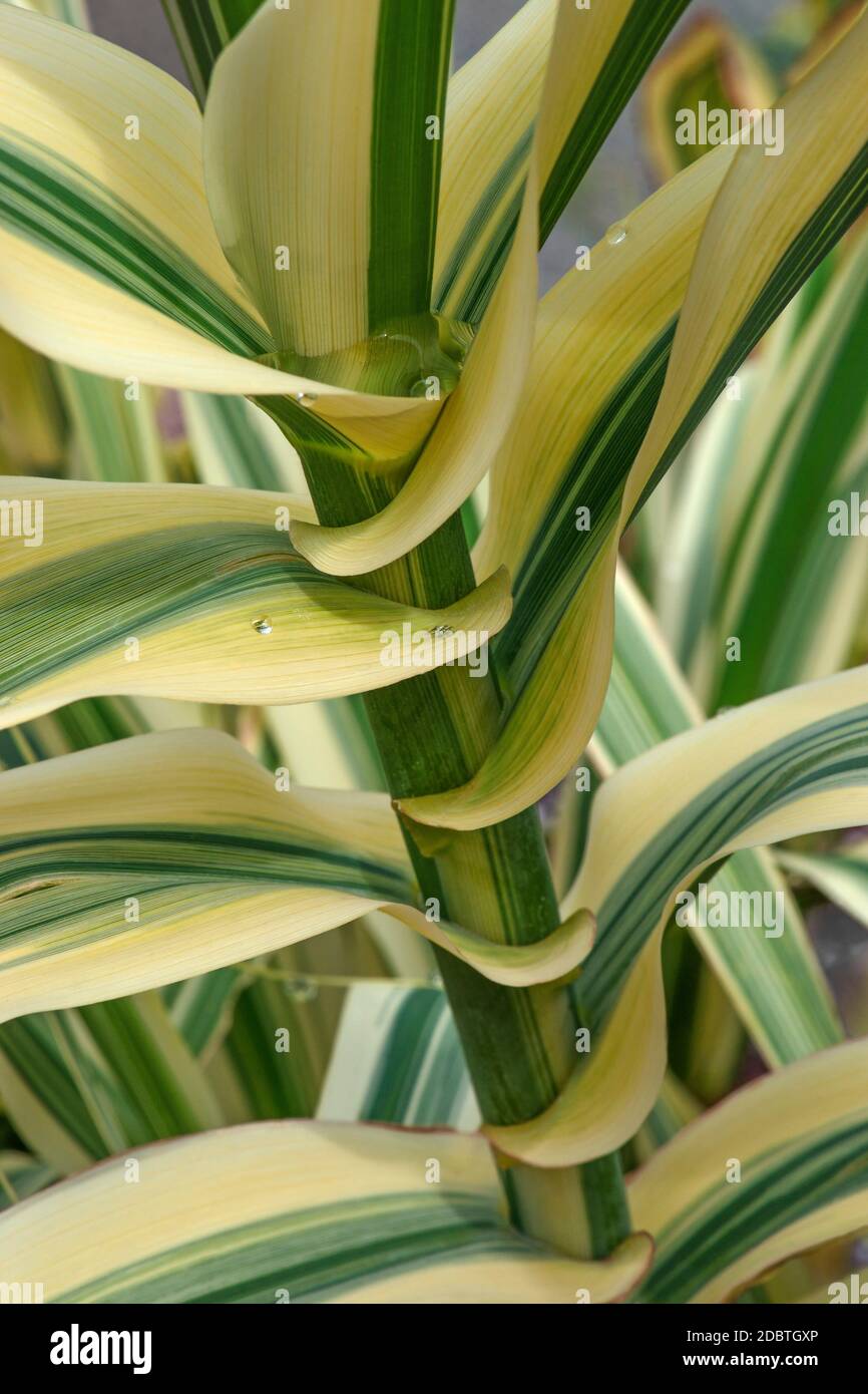 Canna gigante (Arundo donax). Chiamato Carrizo, Arundo, canna spagnola, fiume Colorado Reed, canna selvatica e canna gigante anche Foto Stock